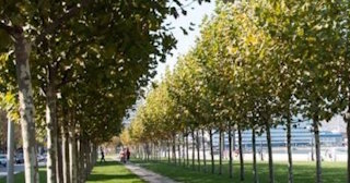 Профессиональная посадка деревьев и кустарников в Белебее в октябре