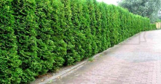 Посадка деревьев в живой забор: стоимость от 2244 руб. в Белебее
